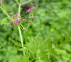 Chaerophyllum villosum