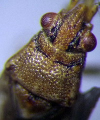 Nysius senecionis
