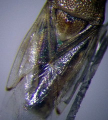 Nysius senecionis