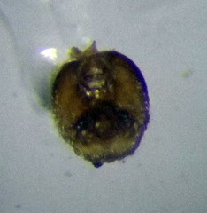 Nysius senecionis