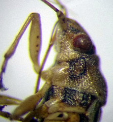 Nysius senecionis