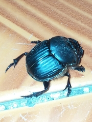 Coprophanaeus