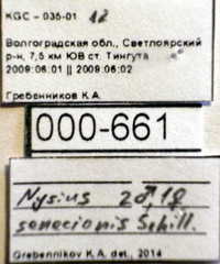 Nysius senecionis