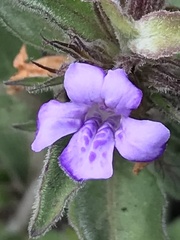 Phrymaceae