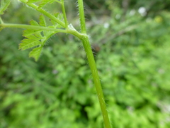 Chaerophyllum villosum