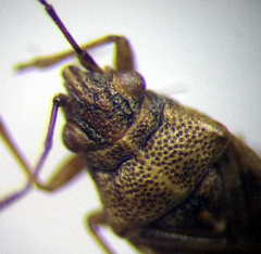Nysius senecionis