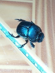Coprophanaeus