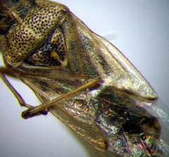 Nysius senecionis
