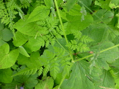 Chaerophyllum villosum