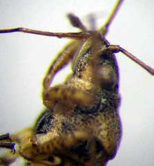 Nysius senecionis