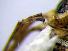 Nysius senecionis