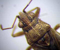 Nysius senecionis