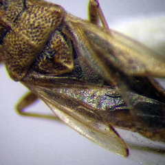 Nysius senecionis