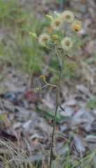 Hieracium paniculatum