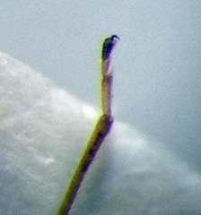 Nysius senecionis