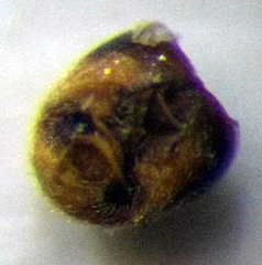 Nysius senecionis