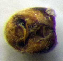 Nysius senecionis