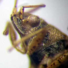 Nysius senecionis