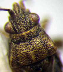 Nysius senecionis