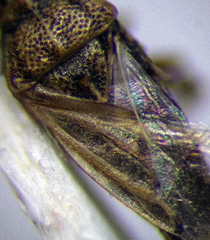 Nysius senecionis
