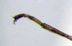 Nysius senecionis