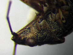 Nysius senecionis
