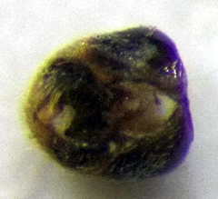 Nysius senecionis