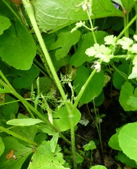 Chaerophyllum villosum