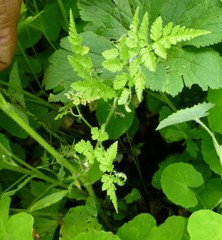 Chaerophyllum villosum