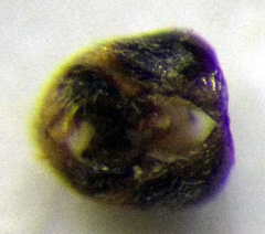 Nysius senecionis