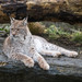 Eurasian Lynx - Photo (c) john.purvis, some rights reserved (CC BY-NC-SA)