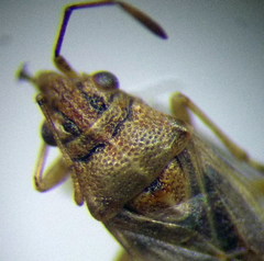 Nysius senecionis