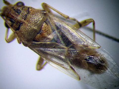 Nysius senecionis