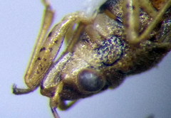 Nysius senecionis