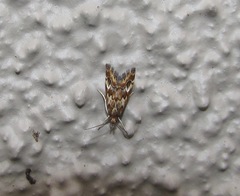 Glaucocharis helioctypa
