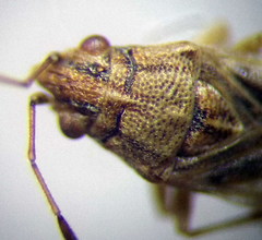 Nysius senecionis