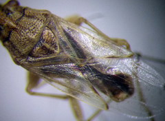 Nysius senecionis