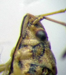 Nysius senecionis