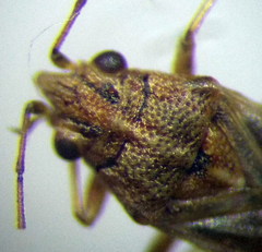Nysius senecionis