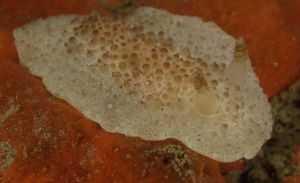 Carminodoris nodulosa
