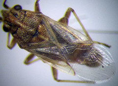 Nysius senecionis