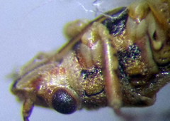 Nysius senecionis