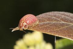 Paropsisterna amoena