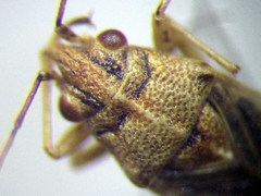 Nysius senecionis
