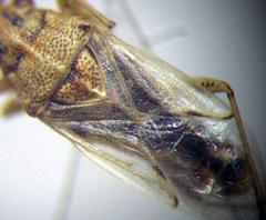Nysius senecionis
