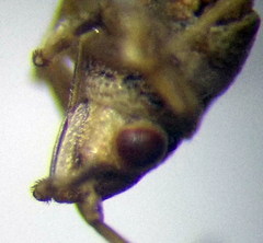 Nysius senecionis