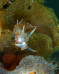 Coryphella cooperi
