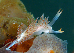 Coryphella cooperi