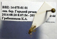 Nysius senecionis