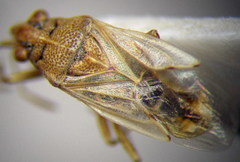 Nysius senecionis